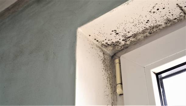 Best Airborne Mold Testing  in Hartley, IA