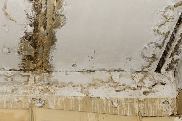 Best Industrial Mold Remediation  in Hartley, IA