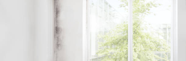 Best Mold Damage Restoration  in Hartley, IA