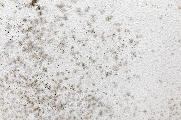Best Asbestos and Lead Testing During Mold Inspection  in Hartley, IA