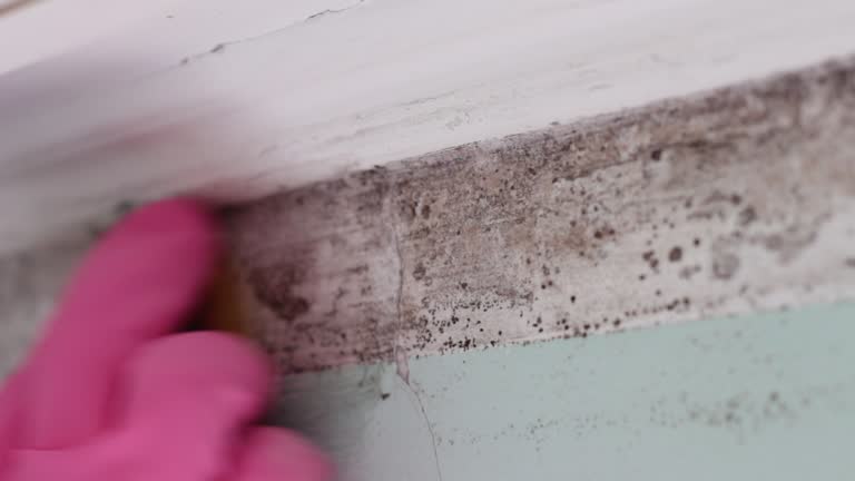 Professional Mold Removal in Hartley, IA